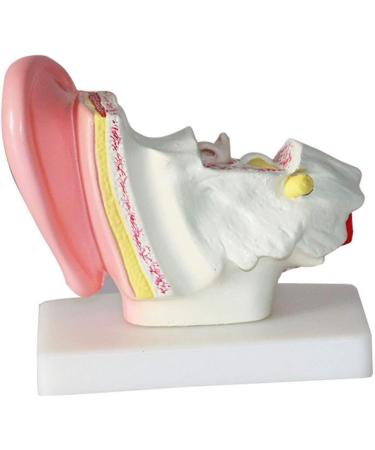 Ear Model Human Ear Anatomeme Model 1.5 Fold Magnification Model Suitable for Medical - Buy Online on SooperMarket.com