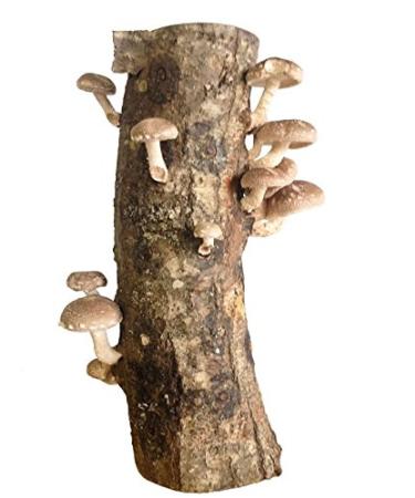 12" Shiitake Mushroom Log Grow Your Own Amazing Edible Mushrooms