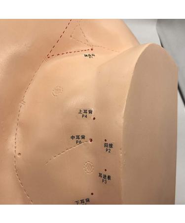 Ear Acupuncture Template Template - Human Giant Ear Acupuncture Template - Chinese Medicine Ear Pattern - Buy Online on SooperMarket.com
