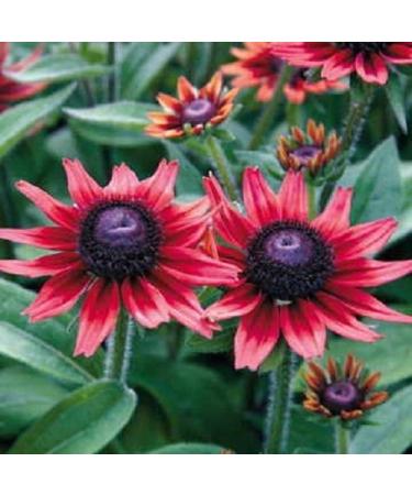 Semi 50 Semi di Cherry Brandy Rudbeckia Fiore"perenne"