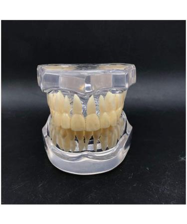 Transparent Dental Model for Adult Dentists | Realistic Teeth & Gums for Teaching & Demonstration - International Shipping - Buy Online on SooperMarket.com