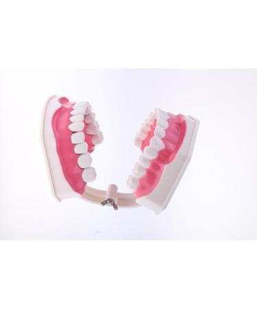 F Fityle 2X Magnification Model Teeth - Removable PVC for Dental Education | International Shipping Available - Buy Online on SooperMarket.com