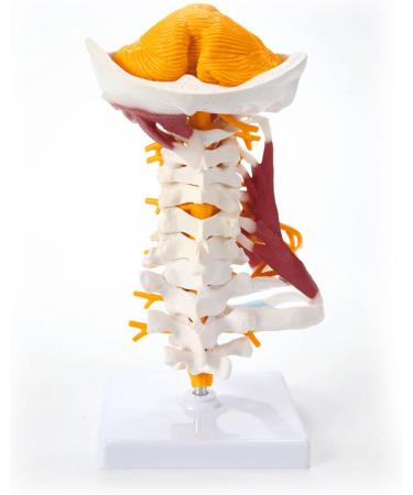 Human Anatomical Model Cervical Vertebra Model Cervical Spine with Neck Artery Occipital Bone Disc and Nerve Modelflexible - Buy Online on SooperMarket.com