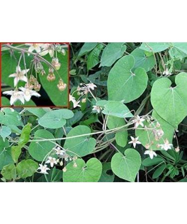 BETT neotea Veliparuthi (Pergularia Daemia) Powder 300 g - Buy Online on SooperMarket.com