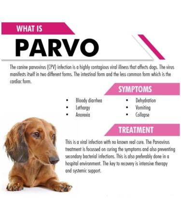 MediMad Canine Parvovirus Rapid Test Feces Testing Kit - Buy Online on SooperMarket.com