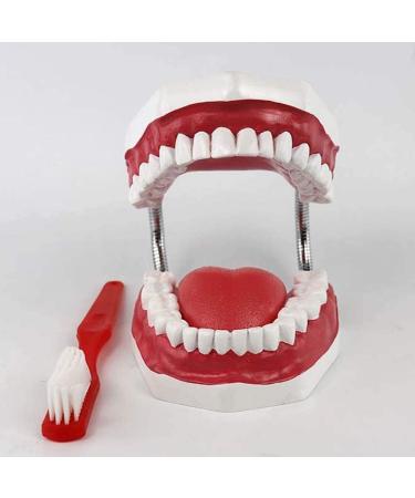 LBYLYH 6X Teeth Model for Dental Care - Dental Study & Laboratory Model with Toothbrush Included | International Shipping Available - Buy Online on SooperMarket.com