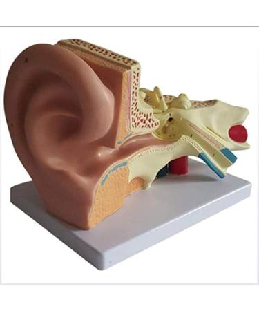 Model of Human Ear Anatomy Removable Medical Teaching Aids Model The Ear Anatomy of The Inner Ear Hearing Teaching Demonstration