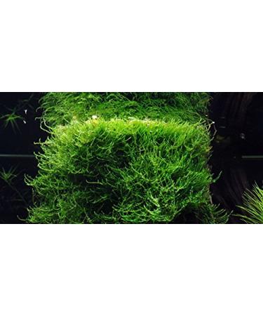 Java moss - Vesicularia dubyana - live aquarium plant
