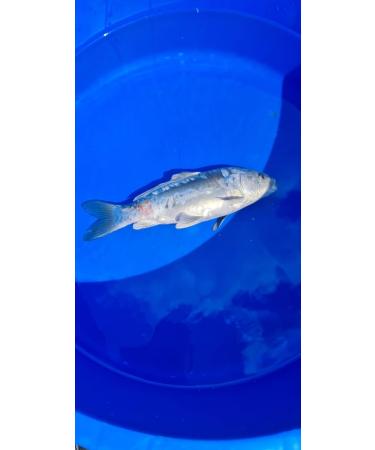Fish Pharma Fish Calm - Premium Stress Relief for Fish | Fast International Shipping - Buy Online on SooperMarket.com