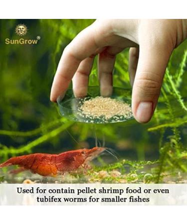 Heavy-Duty Tough Borosilicate Glass Shrimp Feed Dish - Prevent Spills, Never Run Out of Food for Shrimps - Ideal for Tubifex Worms and Fish Food - Buy Online on SooperMarket.com