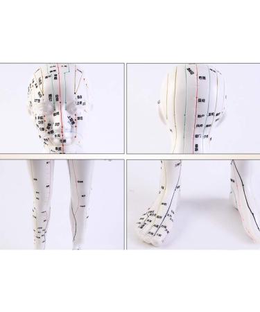 Model Anatomy Professional Medical Acupuncture 48Cm 19" - Buy Online on SooperMarket.com