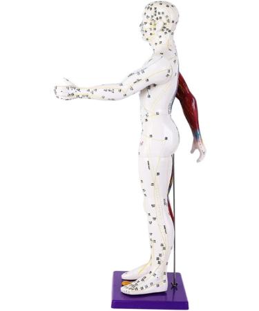 Male Human Body Model with Muscles for Pressure Acupuncture and meridians - Buy Online on SooperMarket.com