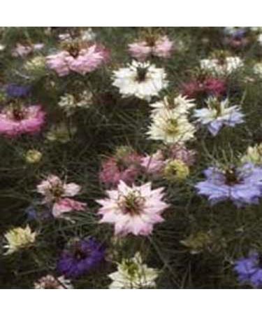 Fresh 50 semi - Semi Nigella Fiori Mix