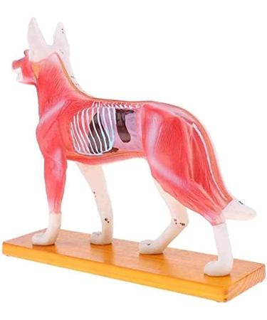 Nicfaky Anatomical Dog Model Acupuncture Anatomy Acupuncture Point Model of the Dog Body with 72 Acupuncture Points Study Model - Buy Online on SooperMarket.com