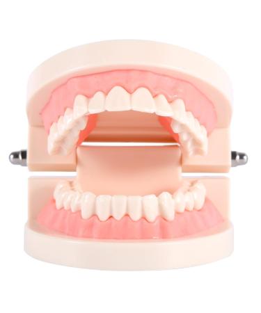 Buy Educion Teeth Bagima 10x8x7 PVC Dental Model for Kids - Effective Tooth Brushing Teaching Tool | International Shipping Available - Buy Online on SooperMarket.com