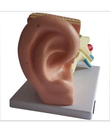 Model of Human Ear Anatomy Removable Medical Teaching Aids Model The Ear Anatomy of The Inner Ear Hearing Teaching Demonstration - Buy Online on SooperMarket.com