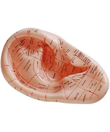 10 Pieces Anatomical Model of Human Ear Acupuncture with Acupuncture Points English Version Ear pins Model for Study - Buy Online on SooperMarket.com