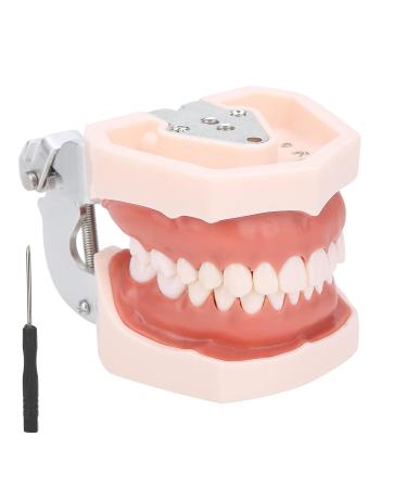 Removable Tooth Model for Dental Education | Simulation Teeth Restoration & Bridge Implants Teaching Aid - Buy Online on SooperMarket.com