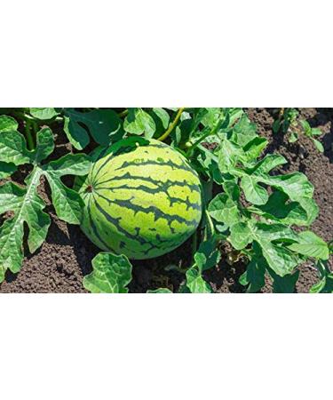 Indigo Herbs Watermelon Seed Oil 100ml | 100% Pure Cold Pressed | Premium Quality for Healthy Skin & Hair - Buy Online on SooperMarket.com