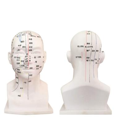 30 cm acupoint Head Model in The Medical Body Teaching Diagram Acupuncture Multi-Functional Head Model Exquisite Display Room Gift Room White