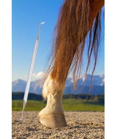 Wittex Hoof Pick for Unshod Horses - Durable Efficient Care for Your Equine Friend | International Shipping Available - Buy Online on SooperMarket.com