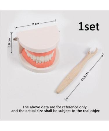 TOSSPER 1set False Tooth Mold Children Early Learning Kids Intelligence Brushing Tooth Teaching Aids Simulated Prop One Size - Buy Online on SooperMarket.com