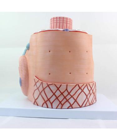 Enlarge 40 000 Times Skeletal Muscle Fiber MicroAnatomy Model Medical Education Training aid Science Kits - Buy Online on SooperMarket.com