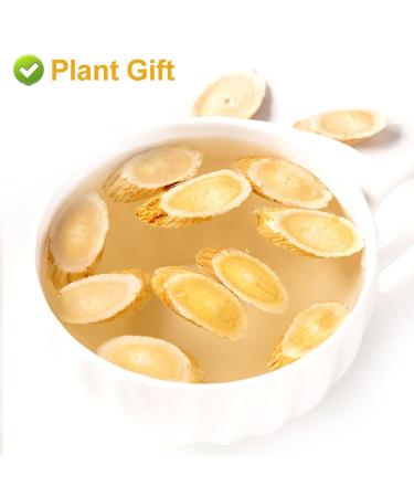 Buy Astragalus Root Tea 120g | Pure Herbal Caffeine-Free No GMOs - Premium Chinese Tea for Wellness - Buy Online on SooperMarket.com