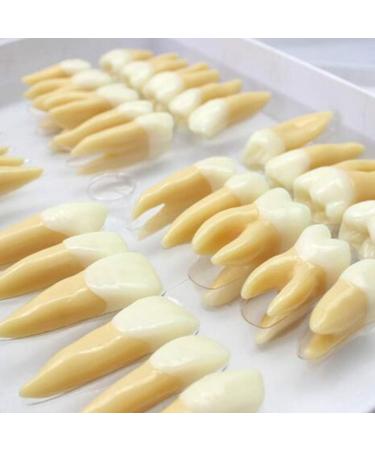 BEAGHTY 2.5x Magnified Tooth Shape Model - 2-Color Dental Structure & Denture Model for Study & Teaching - Buy Online on SooperMarket.com