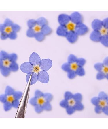 YUNZHI Forget Me Not Flowers - Dried Pressed Flowers for Resin, Candle, Soap Making - 40pcs/Pack - Buy Online on SooperMarket.com