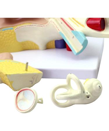 Ear Anatomy Template. Hearing System Template. Typhoupling Ear Texture Template - Buy Online on SooperMarket.com