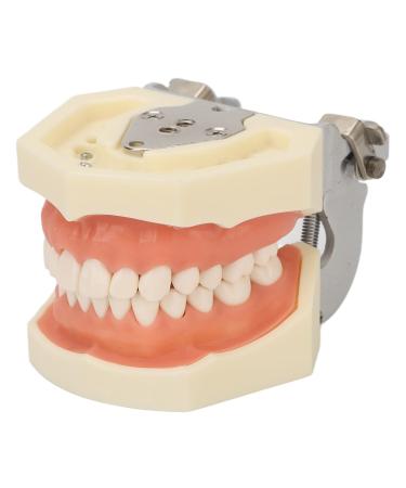 Model for cyst teeth in the upper jaw tooth preparation model for soft gums for the application of pupillary abscess incisions