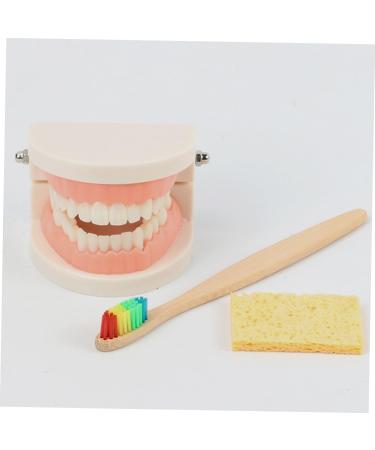 Buy Beavorty Learning Toothbrush Toys for Early Teething | Pedagogical Tooth Cleaning Model for Preschool - Buy Online on SooperMarket.com