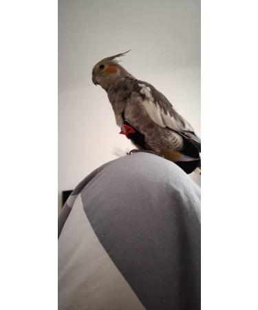 Kuso Reusable Washable Diapers for Parrots | Kimono Clothing for Budgies & Nymphensittiche - International Shipping - Buy Online on SooperMarket.com