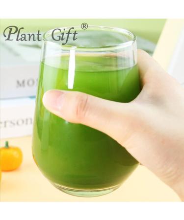 Plant Gift 100% Celery Powder 100G/3.25oz Non-GMO Powder No Filler No additives Natural Chinese Flour Adds Flavor and Taste Great Flavor for Drinks 2UK-PO0081 - Buy Online on SooperMarket.com