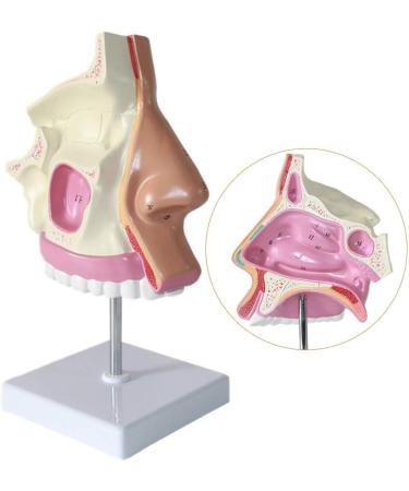 Nasal Cavity Model - Nose Anatomical Model - for Medical Research Doctor Patient - Buy Online on SooperMarket.com