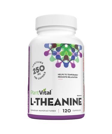 PlantVital High Potency L-Theanine 250mg Capsules - 120 Count - L Theanine Supplement for Relaxation and Stress Management Non-GMO Made in Canada - L-Theanine Supplements 4 Month Supply 120 count (Pack of 1)