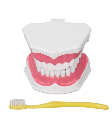 YUMILI Teeth Model Toothbrush Practice Dental Teaching Learning Tool with Brush Set Kit