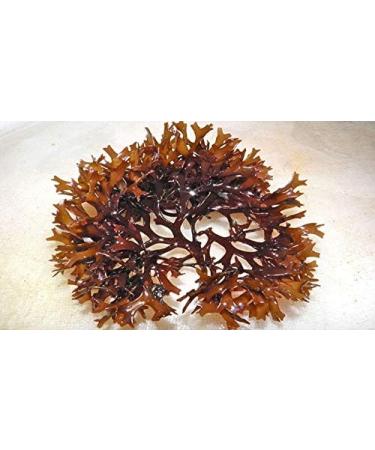 Indigo Herbs Irish Moss 100g - Raw, Pure, Wild Harvested Sea Moss | Non-GMO - Buy Online on SooperMarket.com
