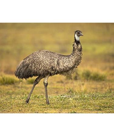 100% Pure Australian Emu Oil - 16 oz - Premium Grade A Carrier Oil for Hair, Face, Body, Skin & Nails - Buy Online on SooperMarket.com