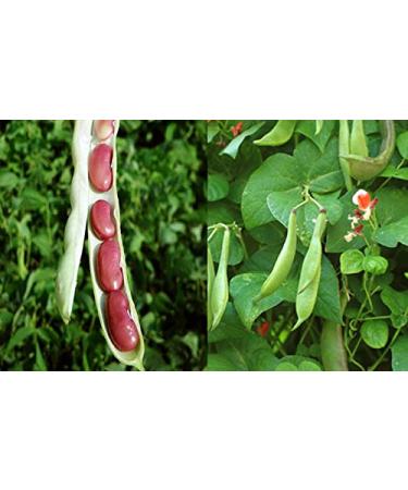 Organic Dark Red Kidney Beans- Fiber & Protein rich  Raw  Non-GMO  Vegan Bulk-10LB Organic Dark Red Kidney Beans 10 Pound (Pack of 1) - Buy Online on SooperMarket.com