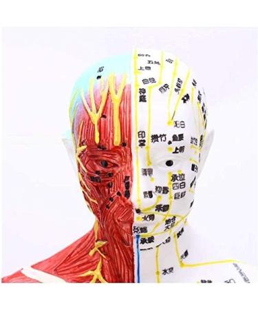 Model Anatomy Professional Medical Acupuncture Male 60 cm Super Clear Letters Media Skin Middle Muscle Model Acupoint - Buy Online on SooperMarket.com
