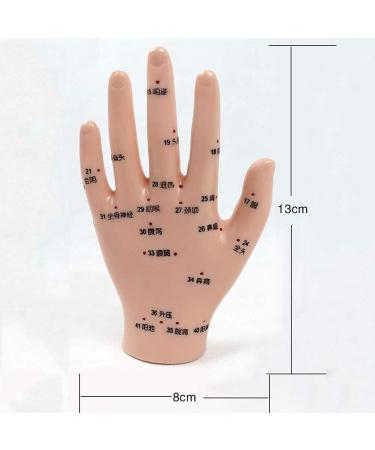 Acupuncture Hand Model Reflexology Acupoint Medical Study Kit - Buy Online on SooperMarket.com