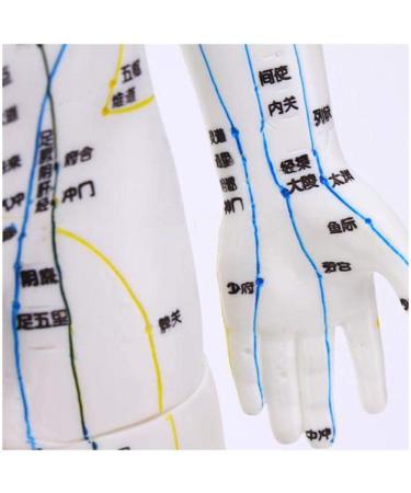 Model Anatomy Professional Medical Acupuncture Male 60 cm Super Clear Letters Media Skin Middle Muscle Model Acupoint - Buy Online on SooperMarket.com