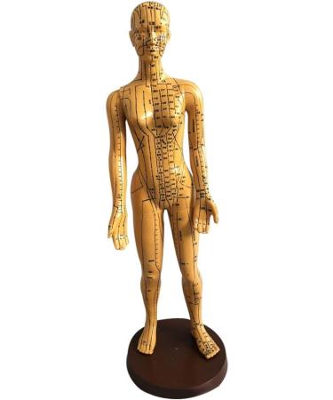 Education Model Toy Model Anatomy Professional Medical Acupuncture Female 48cm 19" - Buy Online on SooperMarket.com