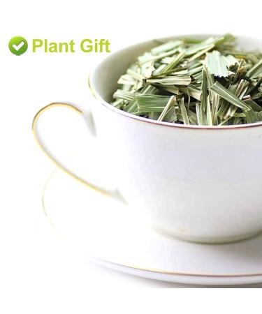 Buy PlantGift Dried Lemongrass Tea Figs - Premium Quality International Shipping - Buy Online on SooperMarket.com