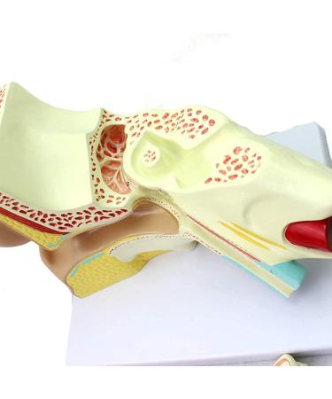 Human Ear Template Outdoor Ear Medium Ear Inner Ear Ear Structure Model Suitable - Buy Online on SooperMarket.com