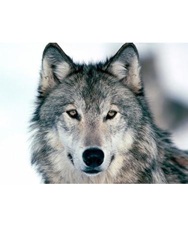 Grey Wolf Edible Icing Image Cake Topper for 1/4 sheet cake