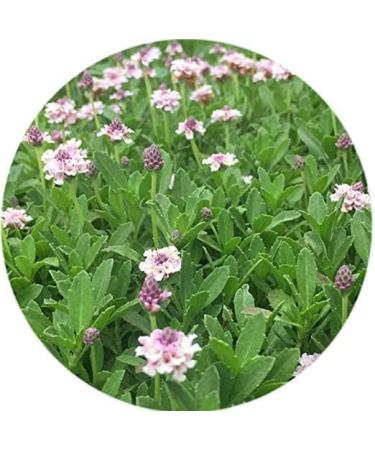 THRU Poduthalai Powder 100gm - Buy Online on SooperMarket.com