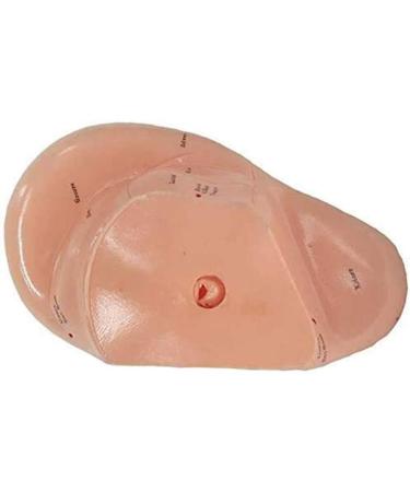 10 Pieces Anatomical Model of Human Ear Acupuncture with Acupuncture Points English Version Ear pins Model for Study - Buy Online on SooperMarket.com